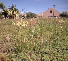 Albuca juncifolia