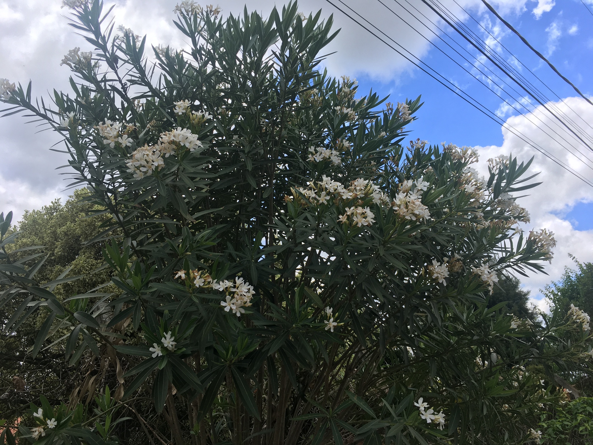 Nerium oleander