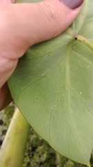 Tarophagus colocasiae