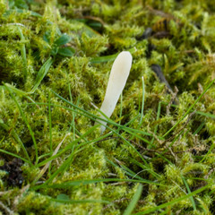 Clavaria acuta