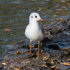 Chroicocephalus ridibundus