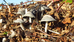 Coprinopsis cinerea