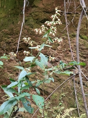 Blumea formosana