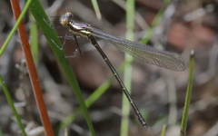 Austroargiolestes isabellae