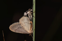 Operophtera fagata