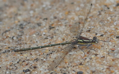 Austroargiolestes isabellae