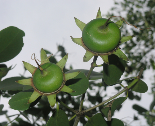 Apple Mangrove