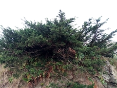 Juniperus brevifolia