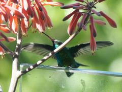 Chlorostilbon lucidus