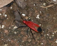Dindymus sanguineus