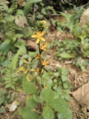 Agrimonia pilosa