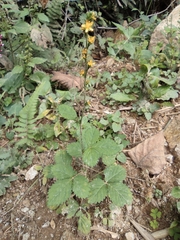 Agrimonia pilosa