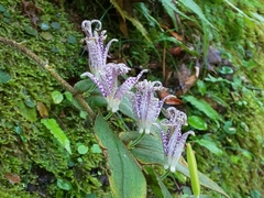 Tricyrtis