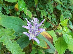 Tricyrtis