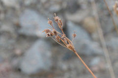 Fimbristylis thermalis