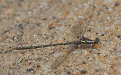 Austroargiolestes isabellae