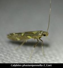 Calybites phasianipennella