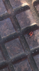 Pyrrhocoris apterus