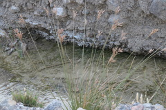 Fimbristylis thermalis