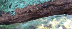 Fuscoporia ferruginosa