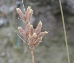 Fimbristylis thermalis