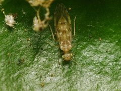 Trichopsocus