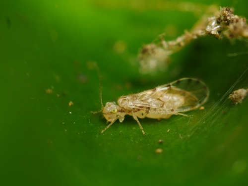 Trichopsocus clarus (Banks, 1908)