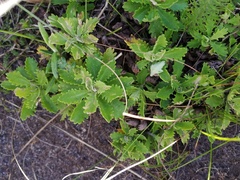 Osmitopsis dentata