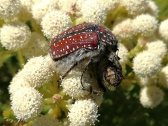 Trichostetha capensis capensis