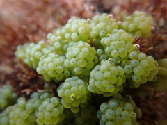 Caulerpa chemnitzia turbinata