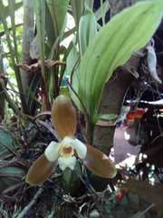 Lycaste