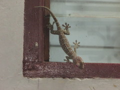 Gekko gecko