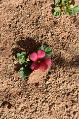 Oxalis melanosticta melanosticta