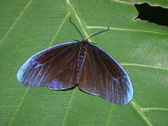 Pompelon marginata