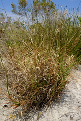 Pentameris curvifolia