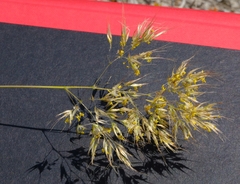 Pentameris curvifolia