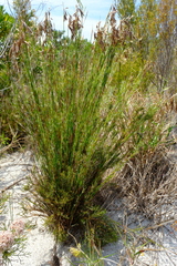 Thamnochortus pellucidus