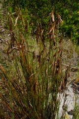Thamnochortus pellucidus