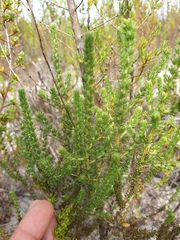 Aspalathus ericifolia