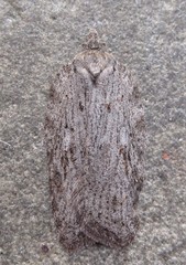 Acleris maximana