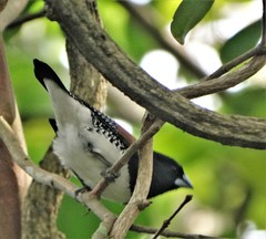 Spermestes bicolor nigriceps