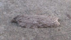 Acleris maximana