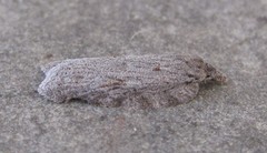 Acleris maximana
