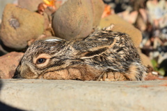 Lepus capensis