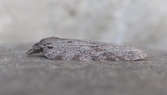 Acleris maximana