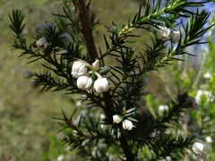 Erica triflora