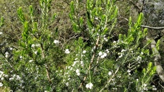 Erica triflora