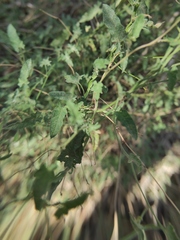 Convolvulus althaeoides