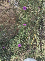Convolvulus althaeoides