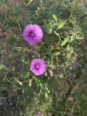 Convolvulus althaeoides